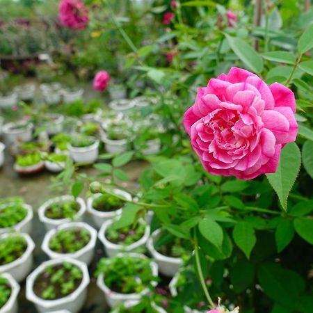 Leaf Homestay Hội An Buitenkant foto