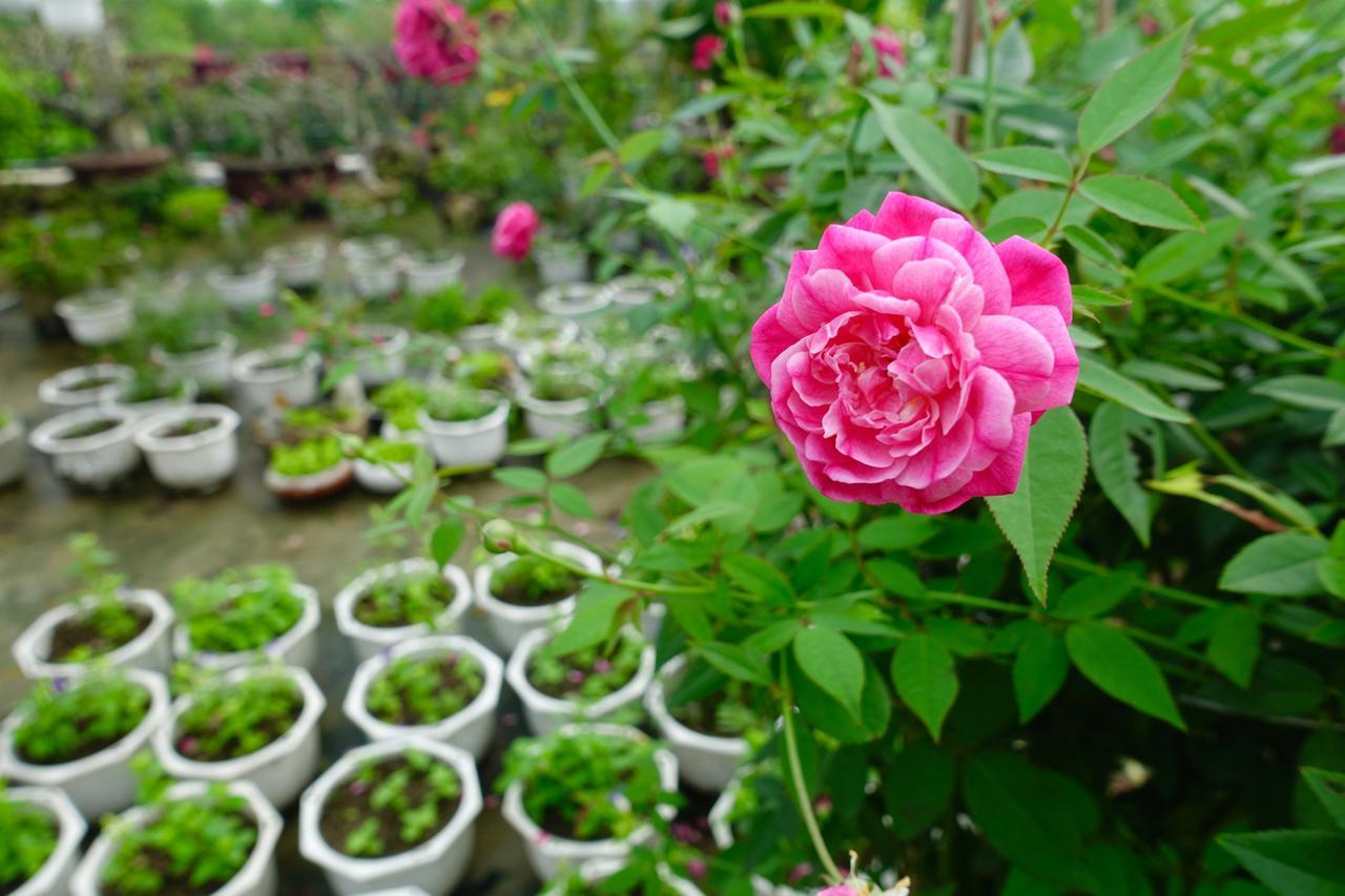Leaf Homestay Hội An Buitenkant foto